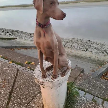 D'hotes La Sirene - Bed & Breakfast Saint-Valéry-sur-Somme