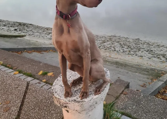 La Sirène Couette-café