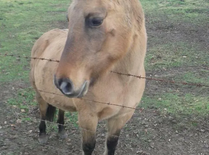 Bed & Breakfast D'hotes La Sirene -